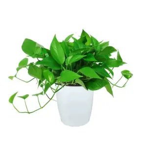 Pothos