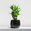 Lucky Bamboo