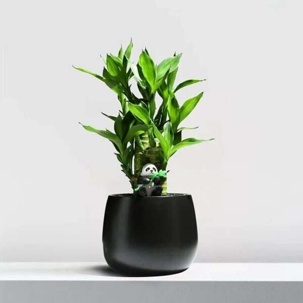 Lucky Bamboo