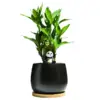 Lucky Bamboo