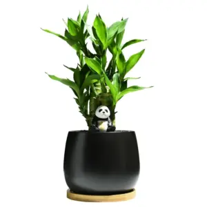 Lucky Bamboo