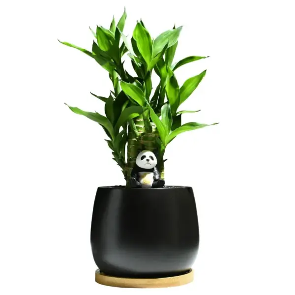 Lucky Bamboo