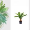 Potted Cycad Greenery