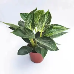 Platinum Diamond Aquatic Plant