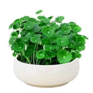 Money Plant
