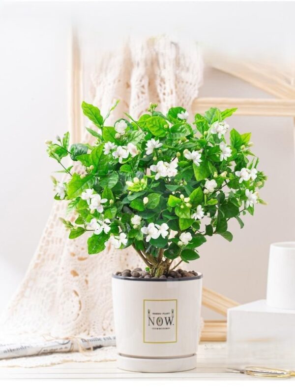 Jasmine