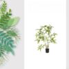 EverBamboo Potted Bamboo Plant