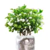 Jasmine