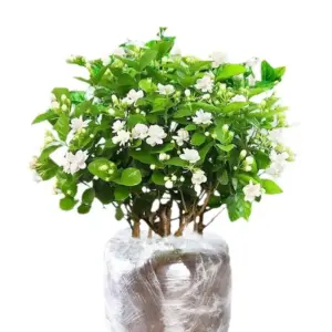 Jasmine