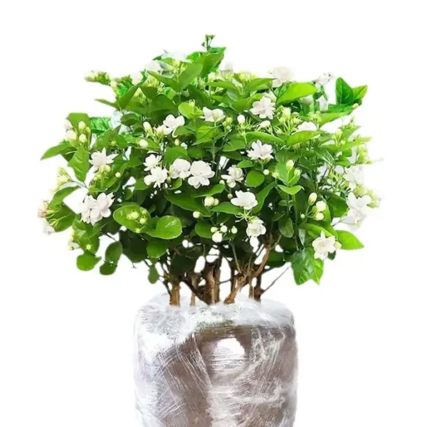 Jasmine