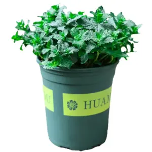 Lemon Mint Potted Herb
