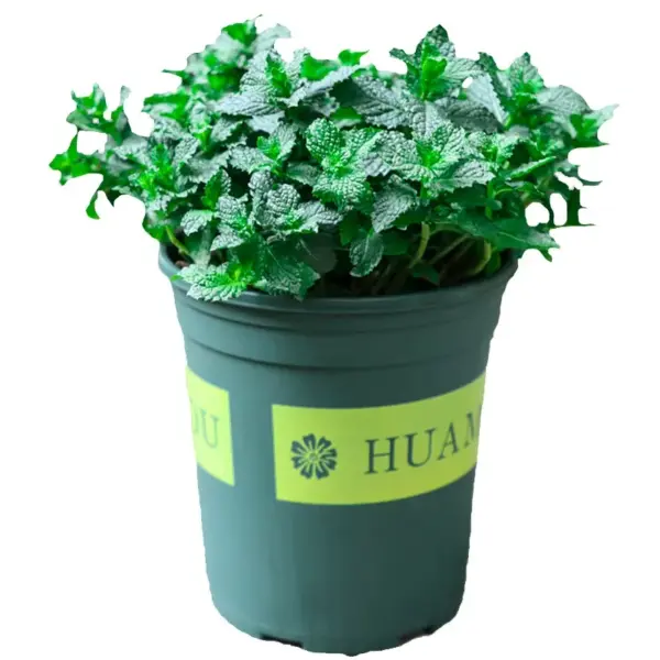 Lemon Mint Potted Herb