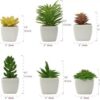 Mini Potted Succulent