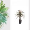 Dracaena Evergreen in Pot