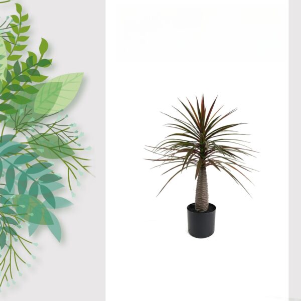 Dracaena Evergreen in Pot