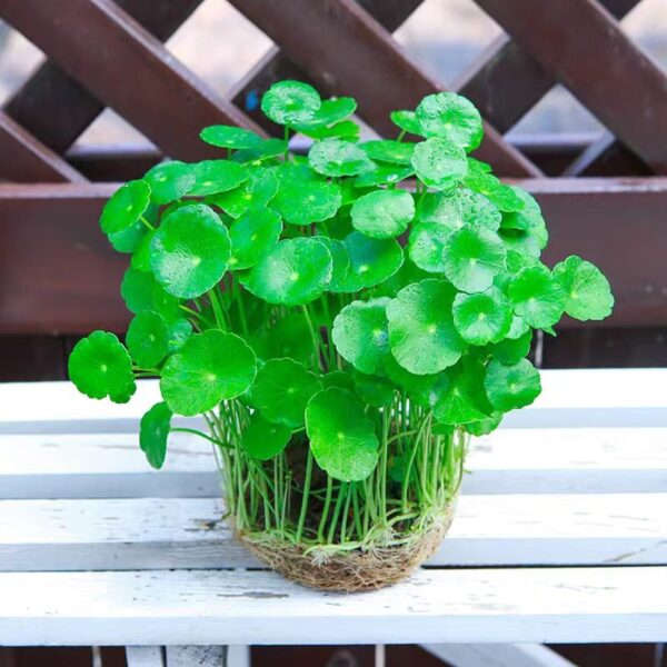 Money Plant