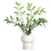 Heavenly Bamboo