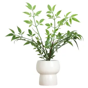 Heavenly Bamboo