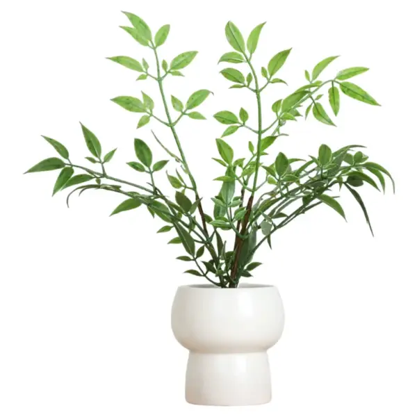 Heavenly Bamboo