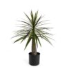 Dracaena Evergreen in Pot