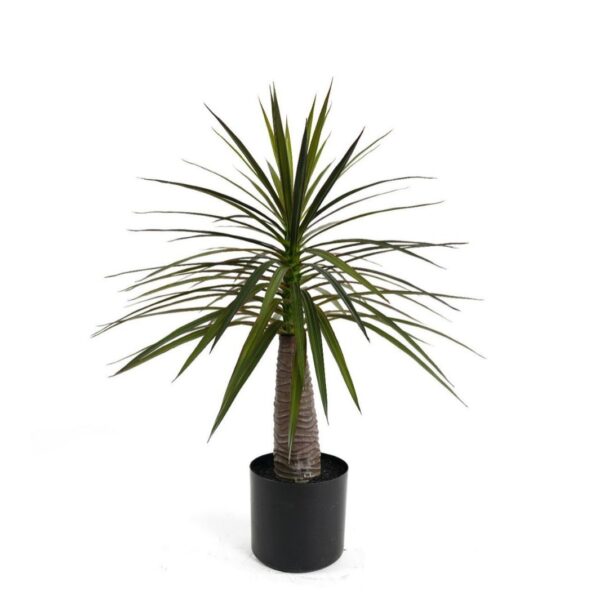 Dracaena Evergreen in Pot