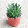 Mini Aloe Vera