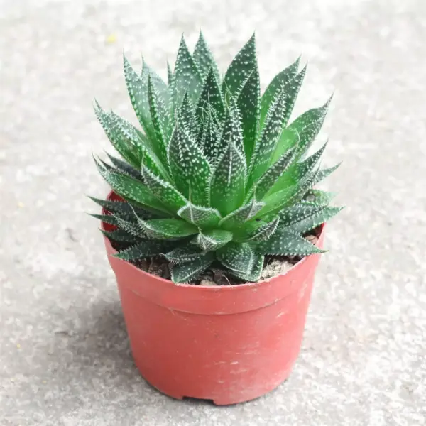 Mini Aloe Vera