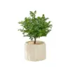 Pepperwood