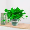 Pothos