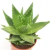 Mini Aloe Vera