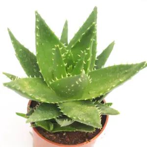 Mini Aloe Vera