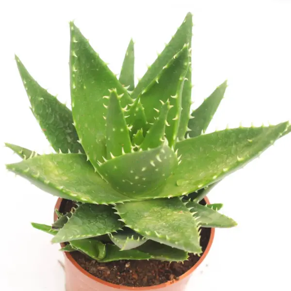 Mini Aloe Vera
