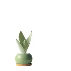 Snake Plant Bonsai