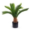 Potted Cycad Greenery