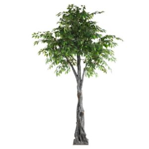 GreenGrove Ficus Tree