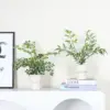 Heavenly Bamboo