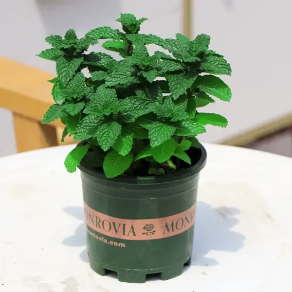 Lemon Mint Potted Herb