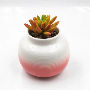 Mini Potted Succulent