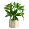 Money Tree