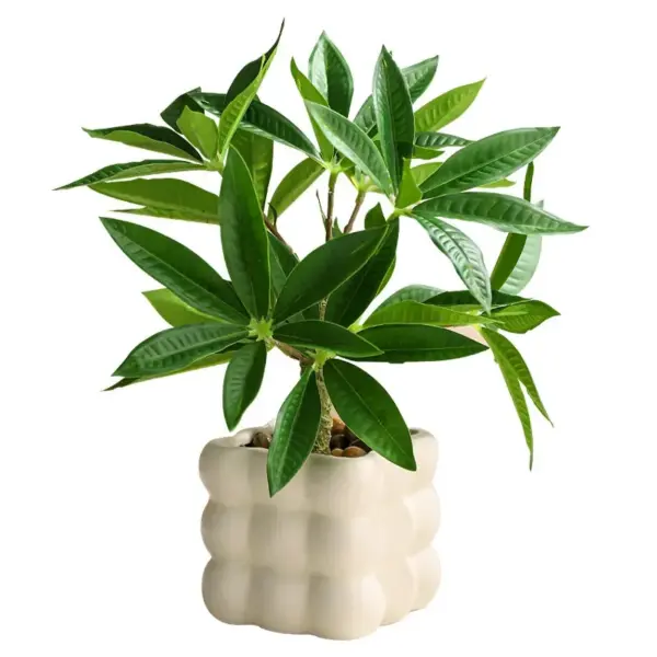 Money Tree