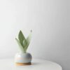 Snake Plant Bonsai