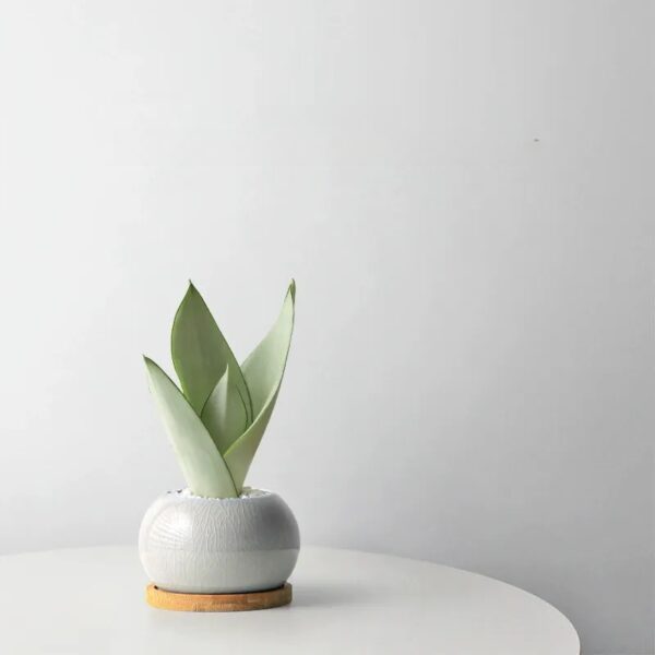 Snake Plant Bonsai